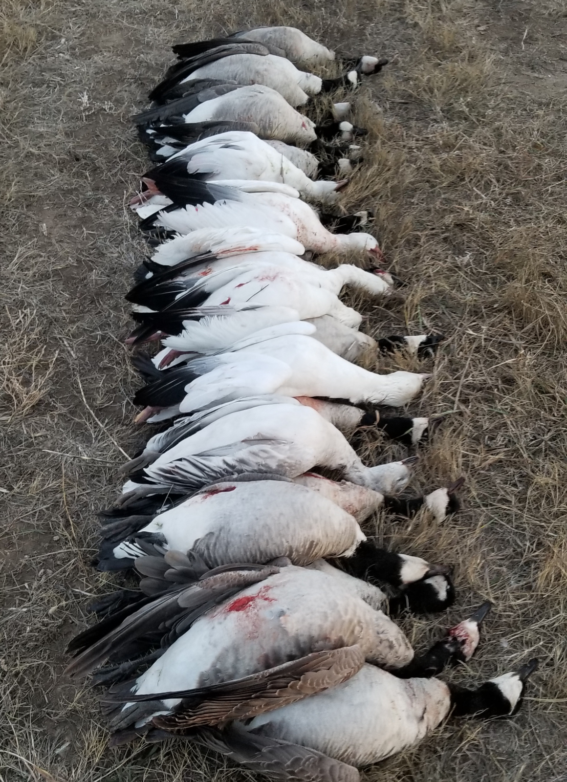 Waterfowl States - Colorado Hunters pictured in the woods for a timber duck hunt in Arkansas.