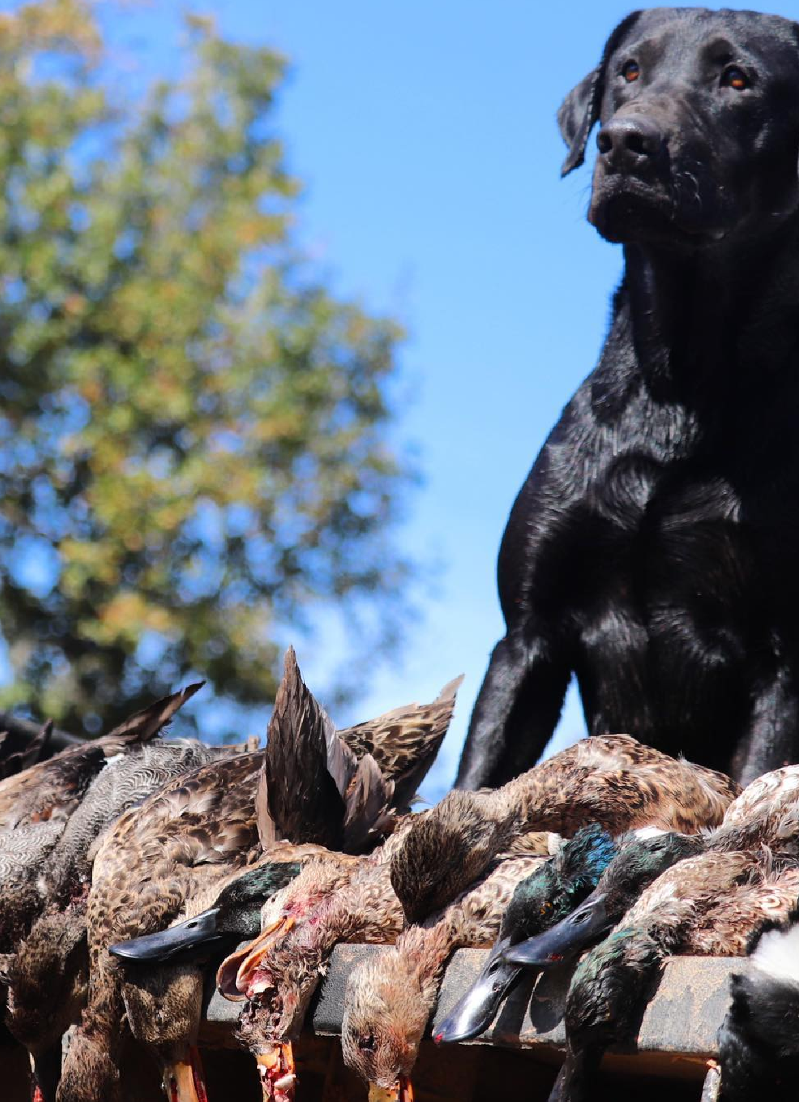 Waterfowl States - Louisiana Hunters with ducks after a successful hunt in Washington state.