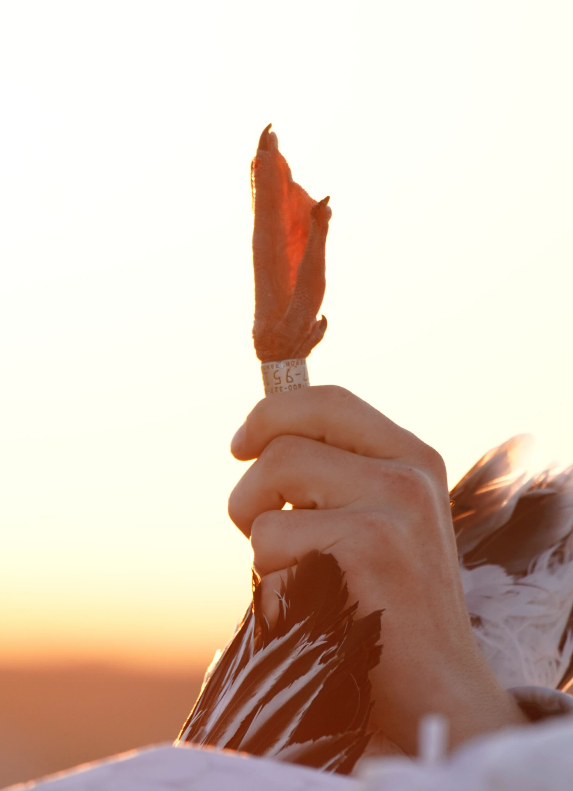 Waterfowl States - Nebraska Hunters with ducks after a successful hunt in Washington state.