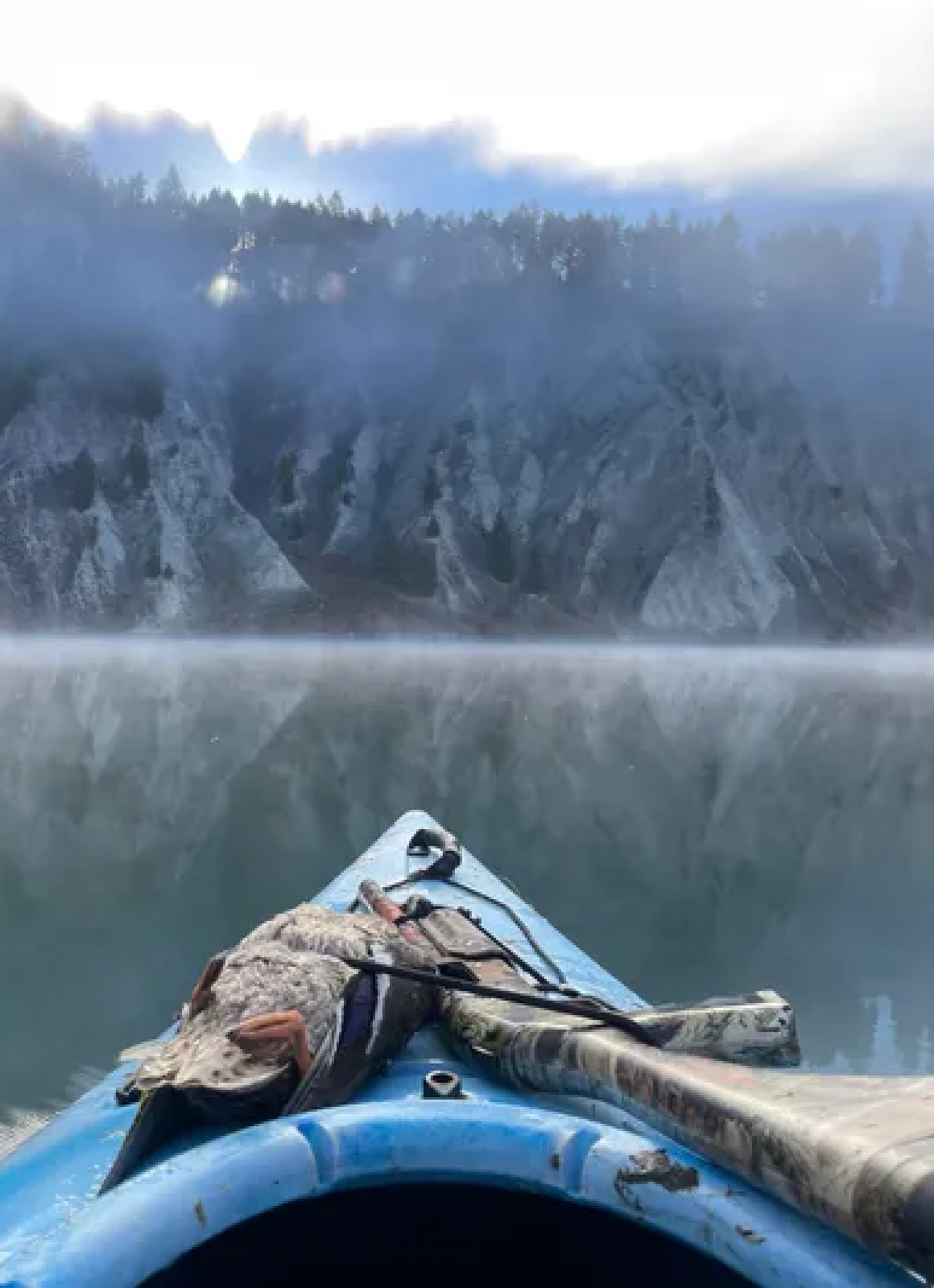 Waterfowl States - Washington Hunter pictured at sunrise over decoys during a Maryland duck hunt.