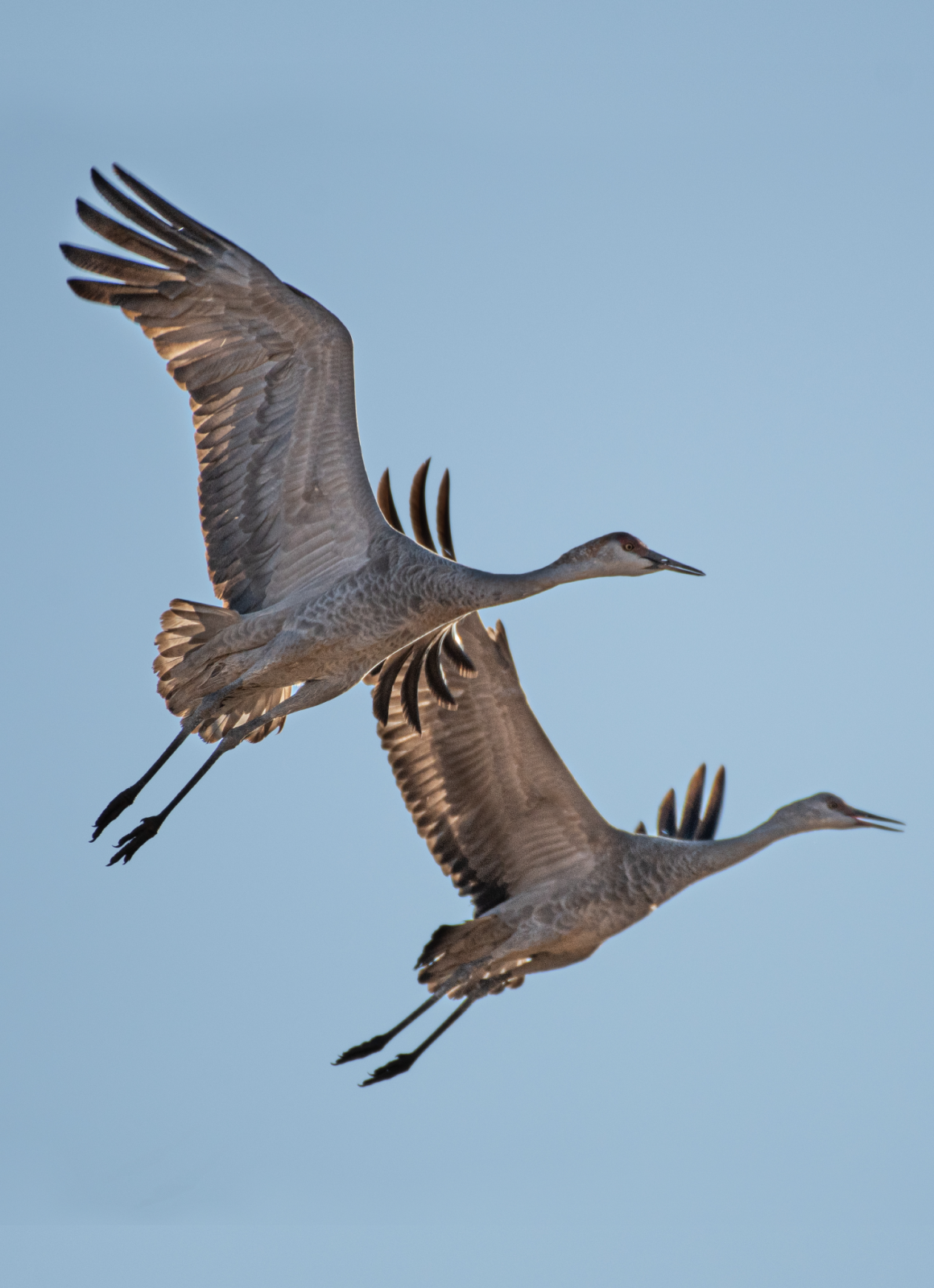 Texas Hunts - Landing Page - Crane Youth hunters shown doubled-up with two gobblers during DIY hunt in Washington state during Spring Turkey season.