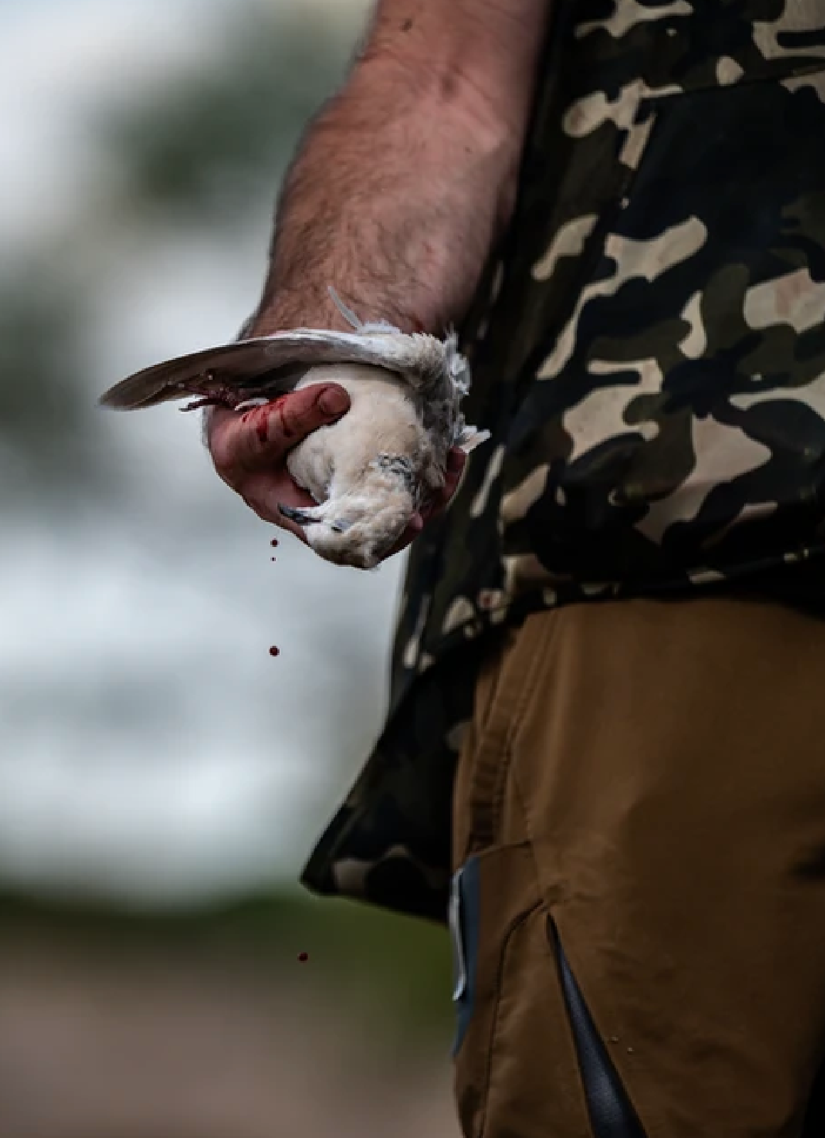 Texas Hunts - Landing Page - Dove Hunter shown with turkey in Texas during a Spring Texas Turkey Hunt.